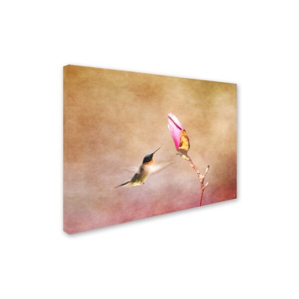 Jai Johnson 'Temptation Hummingbird' Canvas Art,24x32